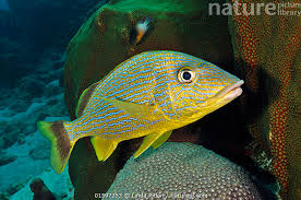 Image result for Haemulon sciurus