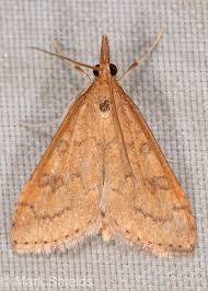 Attēlu rezultāti vaicājumam “Cribraria rubiginosa stalked”