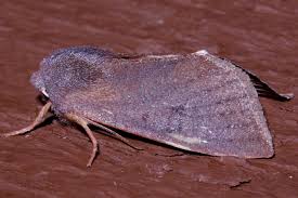 Attēlu rezultāti vaicājumam “Orthosia sp.”