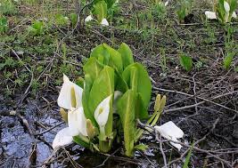 Attēlu rezultāti vaicājumam “Calla palustris flower”