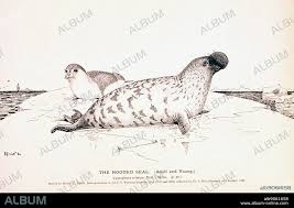 Image result for Cystophora cristata