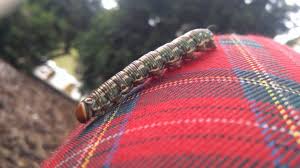 Attēlu rezultāti vaicājumam “Diderma tigrinum young”