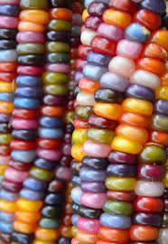 Image result for Mais