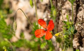 Attēlu rezultāti vaicājumam “Papaver argemone flower”