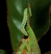 Attēlu rezultāti vaicājumam “Orthosia incerta”