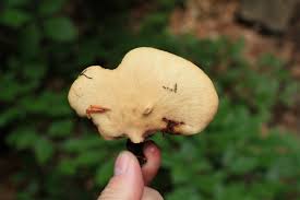 Attēlu rezultāti vaicājumam “Polyporus varius”