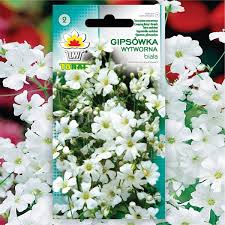 Image result for Gypsophila elegans