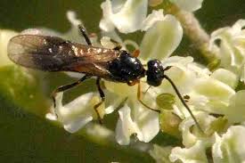 Attēlu rezultāti vaicājumam “Parasemia plantaginis male”