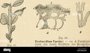 Attēlu rezultāti vaicājumam “Exobasidium cassandrae”