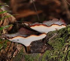 Attēlu rezultāti vaicājumam “Polyporus melanopus”