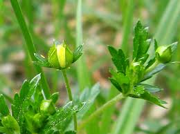 Attēlu rezultāti vaicājumam “Oenothera rubricauli bud”