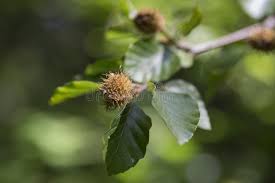 Attēlu rezultāti vaicājumam “Fagus sylvatica fruit”