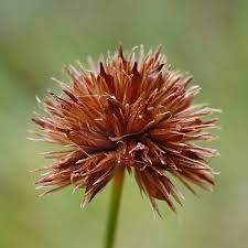Attēlu rezultāti vaicājumam “Juncus gerardii leaf”