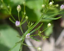 Attēlu rezultāti vaicājumam “Gypsophila muralis fruit”