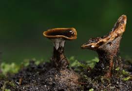 Attēlu rezultāti vaicājumam “Coltricia perennis”