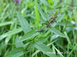 Attēlu rezultāti vaicājumam “Stachys palustris fruit”