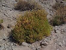 Attēlu rezultāti vaicājumam “Carlina biebersteinii bud”