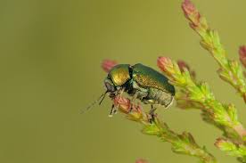 Attēlu rezultāti vaicājumam “Cryptocephalus aureolus, Cryptocephalus sericeus”