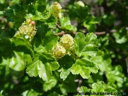 Attēlu rezultāti vaicājumam “Ribes alpinum”