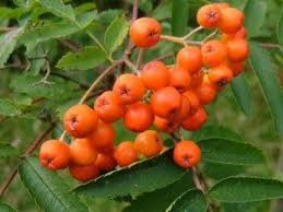 Attēlu rezultāti vaicājumam “Sorbus aucuparia fruit”