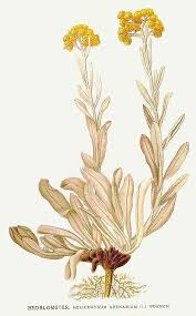 Attēlu rezultāti vaicājumam “Helichrysum arenarium flower”