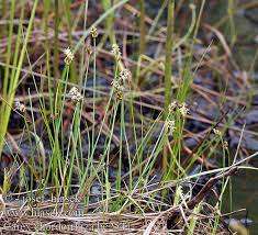Attēlu rezultāti vaicājumam “Carex chordorrhiza”