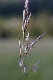 Attēlu rezultāti vaicājumam “Helictotrichon pratense”