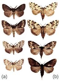 Attēlu rezultāti vaicājumam “Lymantria monacha imago”