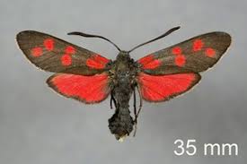 Attēlu rezultāti vaicājumam “Zygaena filipendulae exuvia”