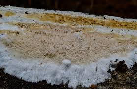 Attēlu rezultāti vaicājumam “Antrodia gossypium”