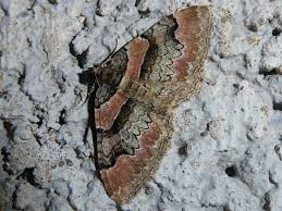 Attēlu rezultāti vaicājumam “Catarhoe rubidata”