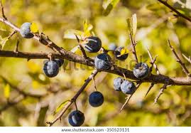 Attēlu rezultāti vaicājumam “Prunus spinosa”