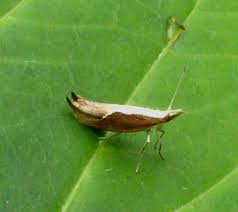 Attēlu rezultāti vaicājumam “Ypsolopha dentella”