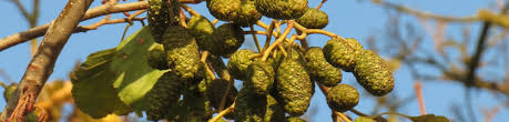 Attēlu rezultāti vaicājumam “Alnus glutinosa fruit”