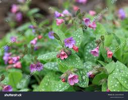 Image result for Pulmonaria officinalis