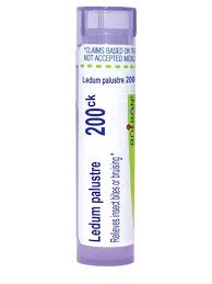 Attēlu rezultāti vaicājumam “Ledum palustre”