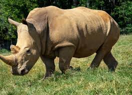 Image result for Rhyl Rhinos