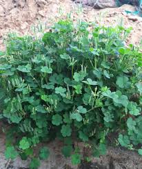 Attēlu rezultāti vaicājumam “Oxalis corniculata fruit”