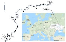 Attēlu rezultāti vaicājumam “Bembidion litorale”
