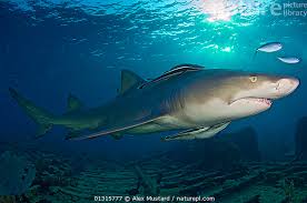 Image result for Negaprion brevirostris