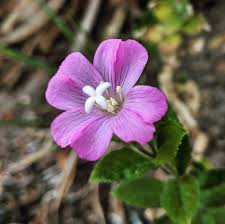 Attēlu rezultāti vaicājumam “Epilobium hirsutum flower”