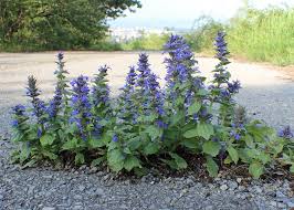 Attēlu rezultāti vaicājumam “Ajuga genevensis”