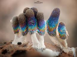 Attēlu rezultāti vaicājumam “Diachea leucopodia macro”