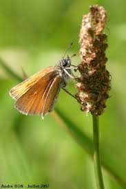 Attēlu rezultāti vaicājumam “Thymelicus lineola underside”