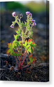Attēlu rezultāti vaicājumam “Geranium bohemicum flower”