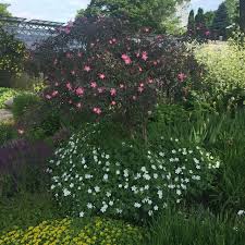 Attēlu rezultāti vaicājumam “Geranium sanguineum”