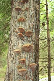 Attēlu rezultāti vaicājumam “Phellinus chrysoloma”