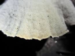 Attēlu rezultāti vaicājumam “Trametes ochracea”