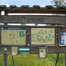 Attēlu rezultāti vaicājumam “Barbilophozia attenuata”