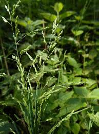 Attēlu rezultāti vaicājumam “Poa palustris leaf”